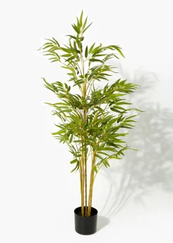 Bamboo Tree in Round Pot