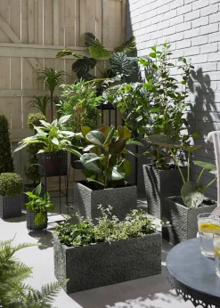 Cheese Plant in Pot (90cm x 60cm)