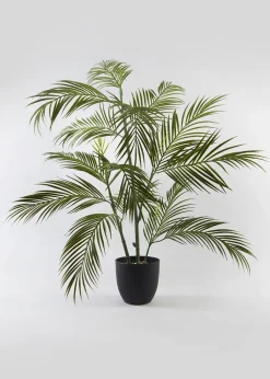 Fern Tree in Pot