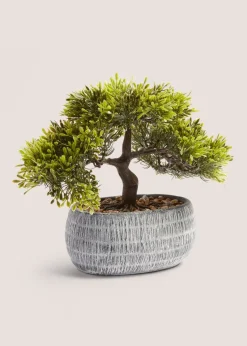 Loft Bonsai Tree