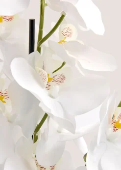 Orchid In Resin Shell Pot  (41cm x 31cm x 70cm)