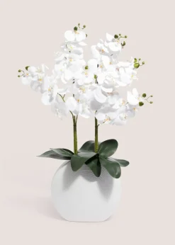 Orchid In White Pot