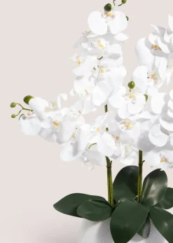 Orchid In White Pot