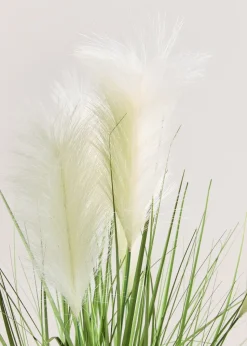 Pampas In Ribbed Pot