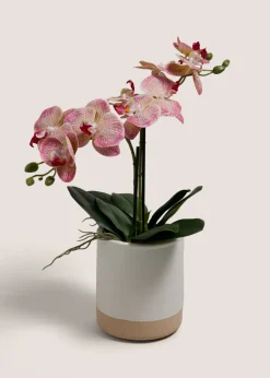 Pink Oriental Orchid