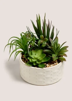 Succulent In Bowl