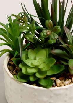 Succulent In Bowl