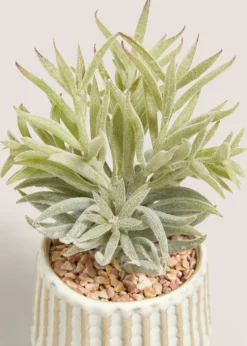 Succulent In Footed Pot