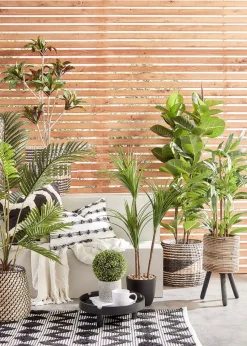 Tall Yucca Tree in Pot