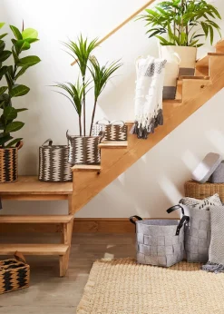 Tall Yucca Tree in Pot