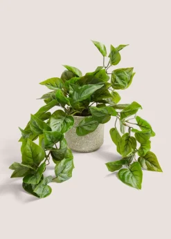 Trailing Plant in Speck Pot (24cm x 13cm x 13cm)