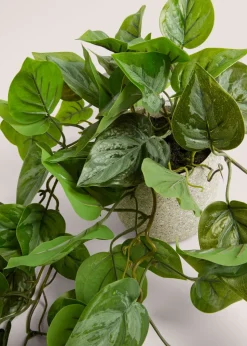 Trailing Plant in Speck Pot (24cm x 13cm x 13cm)