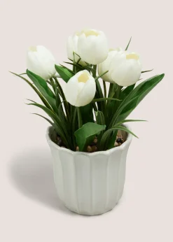 Tulip In Scallop Vase