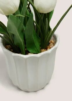 Tulip In Scallop Vase