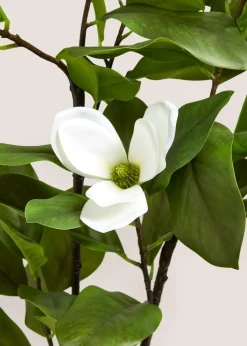 White Magnolia Tree