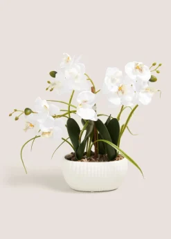 Window Ledge Orchid In Ribbed Pot