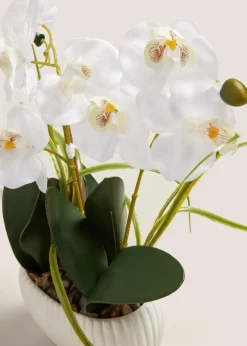 Window Ledge Orchid In Ribbed Pot