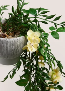 Yellow Floral Trailing Plant In A Pot